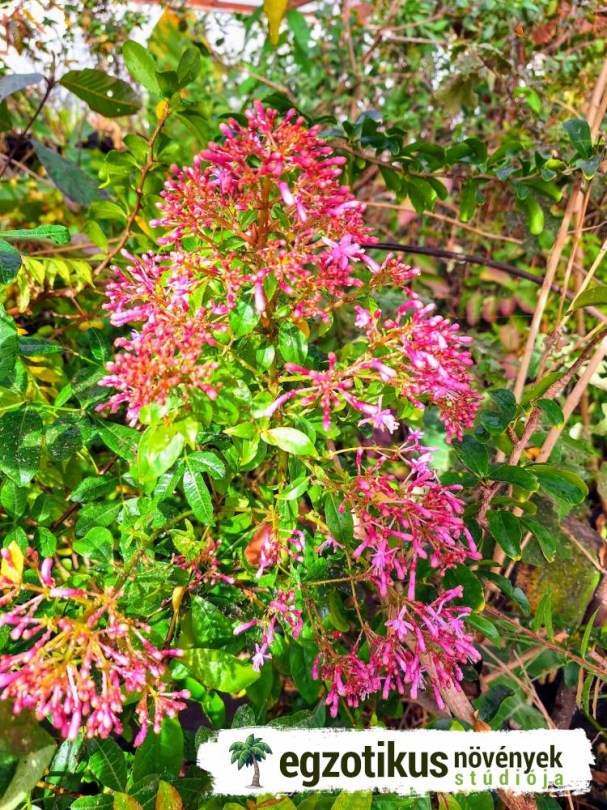 Gyümölcstermő fuksziafa, Fukszia bokor, Fuchsia paniculata, fagyérzékeny, gyümölcs